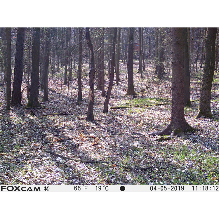 Fotopast Forester, FOXcam
