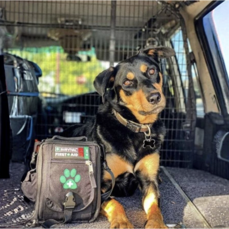 Lékárnička First Aid Kit Pet pro pohyb se psem, Survival