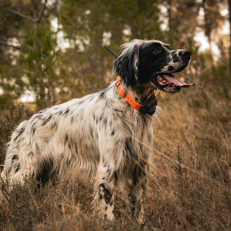 Vyhledávací a výcvikové zařízení pro psy DOG GPS X25B, lokalizace až 19 psů, Dog Trace - Vyhledávací a výcvikové zařízení pro psy DOG GPS X25B, lokalizace až 19 psů, Dog Trace