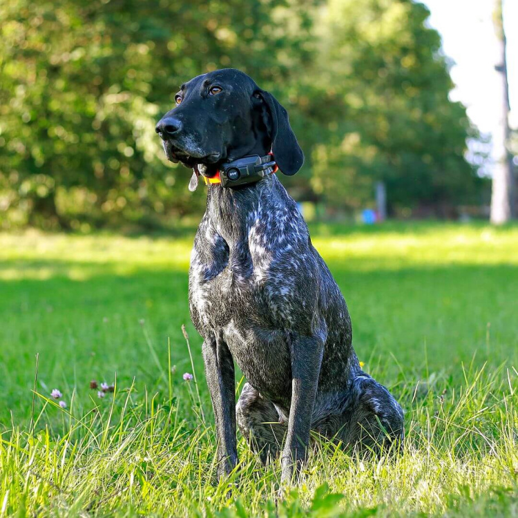 Vyhledávací a výcvikové zařízení pro psy DOG GPS X25B, lokalizace až 19 psů, Dog Trace - Vyhledávací a výcvikové zařízení pro psy DOG GPS X25B, lokalizace až 19 psů, Dog Trace