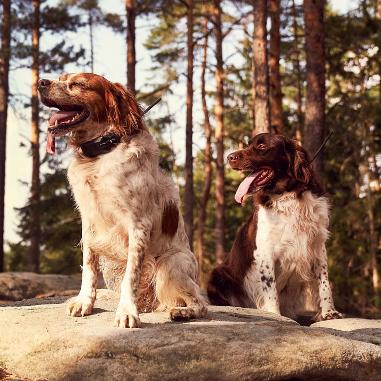 Vyhledávací a výcvikové zařízení pro psy DOG GPS X30TB, lokalizace až 13 psů, Dog Trace - Dog Tracking and Training Device DOG GPS X30TB