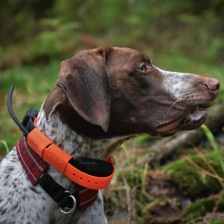 Obojek pro dalšího psa DOG GPS X30T, Dogtrace