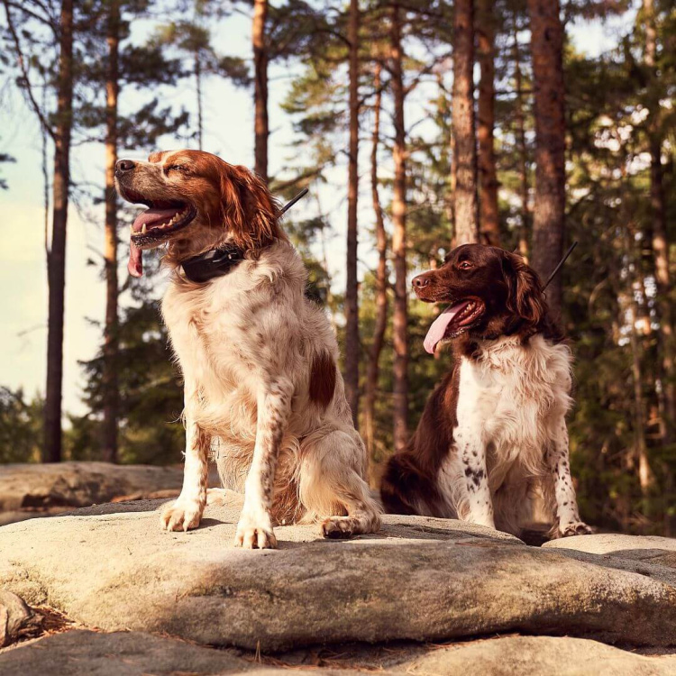 Obojek pro dalšího psa DOG GPS X30T Short, Dog Trace