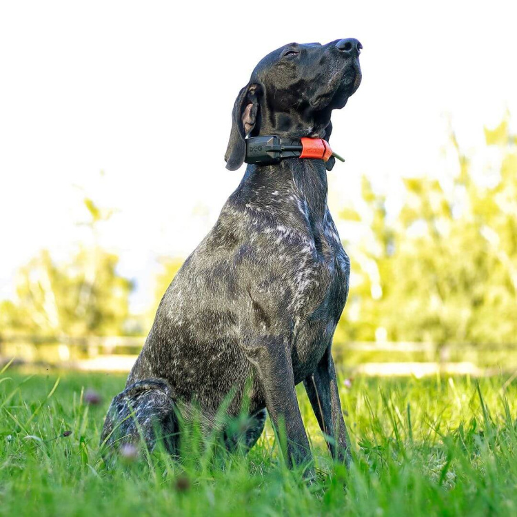 Obojek pro dalšího psa DOG GPS X30T Short, Dog Trace