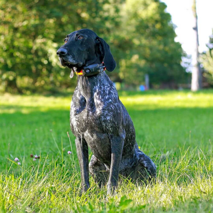 Obojek pro dalšího psa DOG GPS X30TB