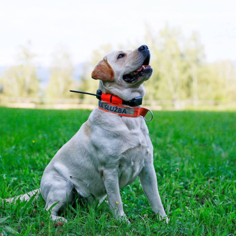 Obojek pro dalšího psa DOG GPS X25, Dog Trace - Obojek DOG GPS X25